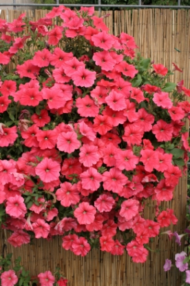 Picture of Petunia - Salmon Shades Velvet F1
